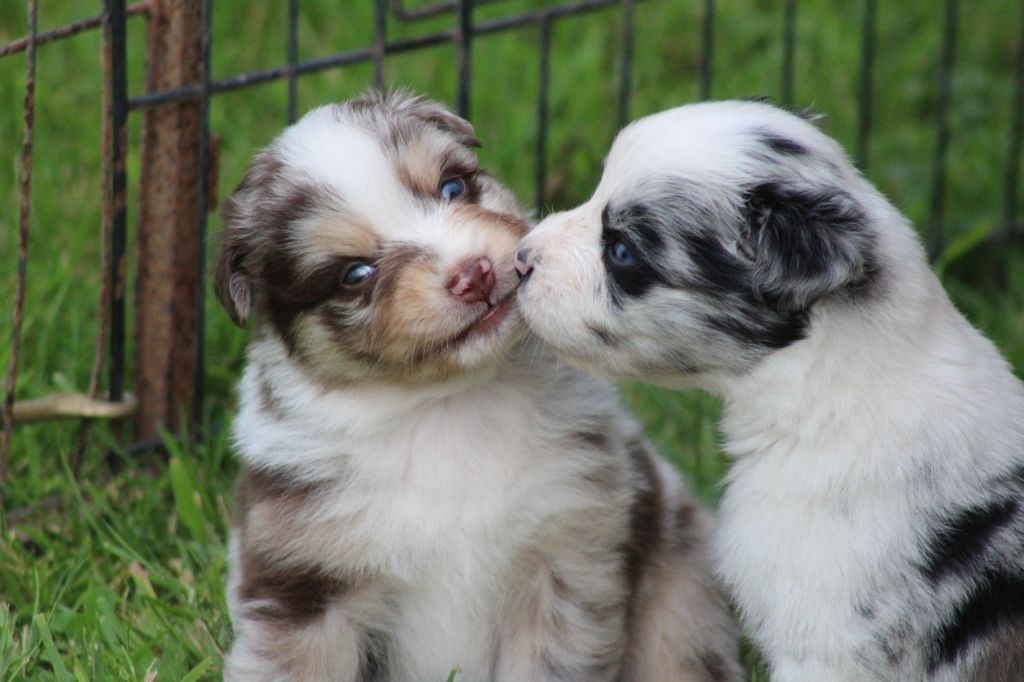 Des chiots disponibles pour fin août !