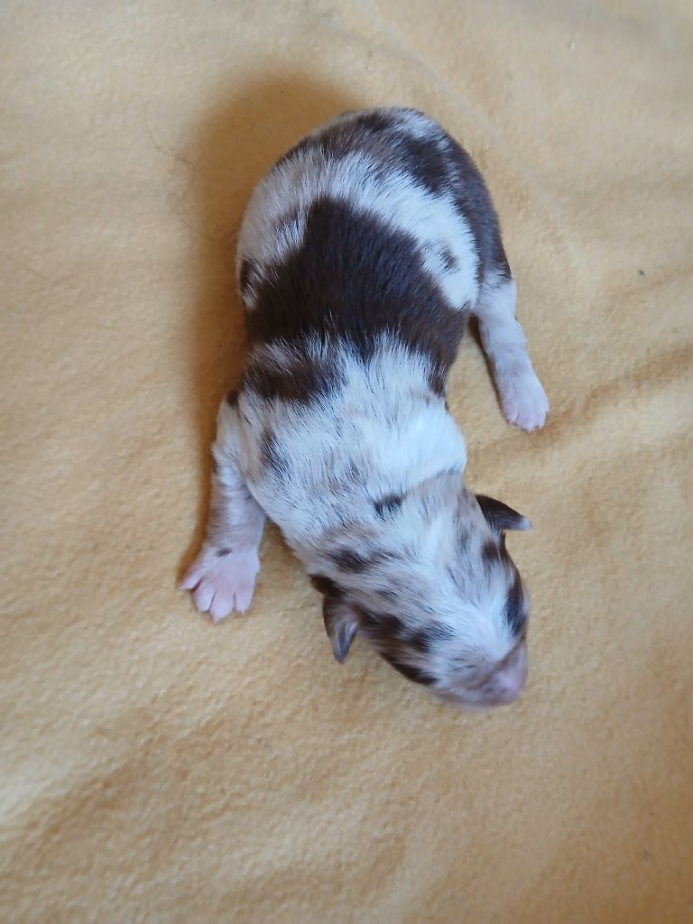 des Franch'Balzanes - Chiots disponibles - Berger Australien