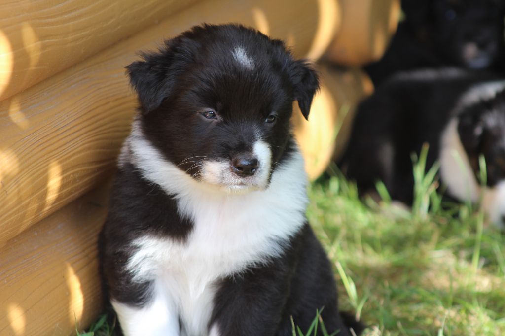 des Franch'Balzanes - Chiots disponibles - Berger Australien