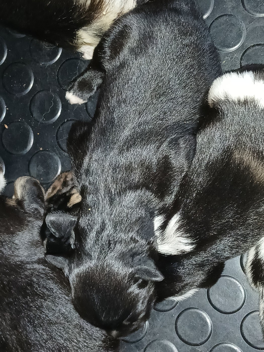 des Franch'Balzanes - Chiots disponibles - Berger Australien
