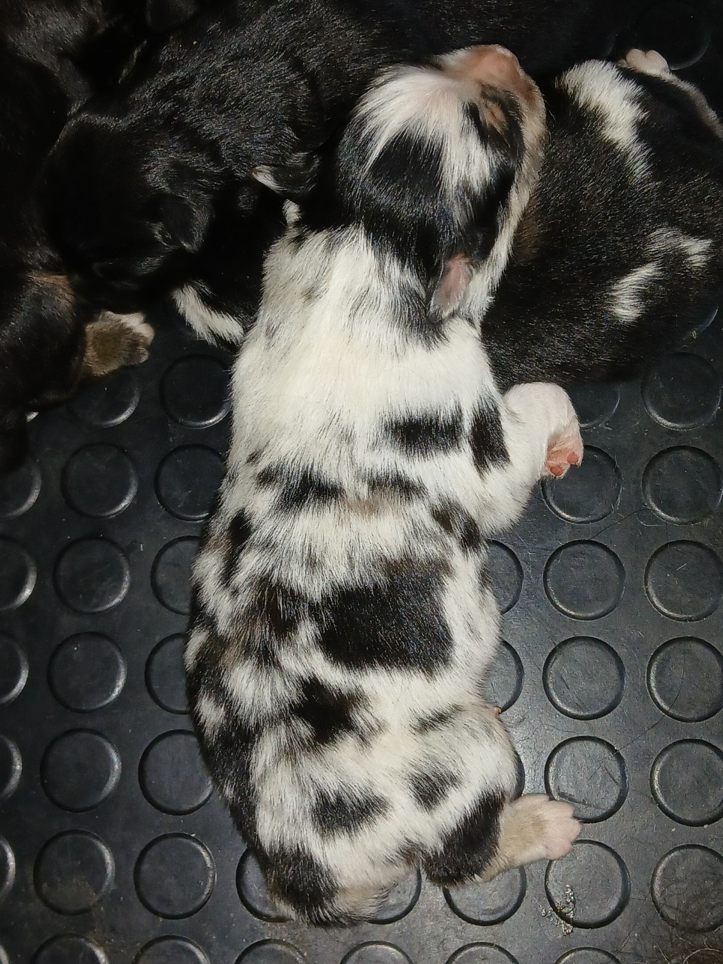 des Franch'Balzanes - Chiots disponibles - Berger Australien
