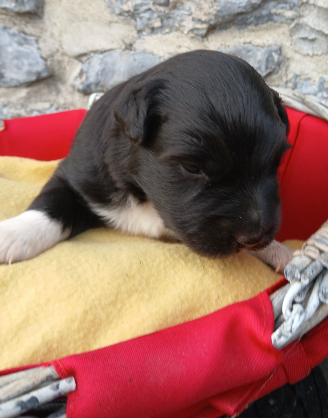 des Franch'Balzanes - Chiots disponibles - Berger Australien