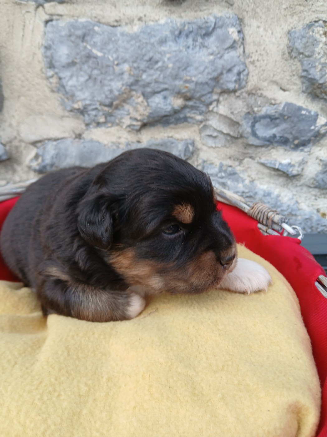 des Franch'Balzanes - Chiots disponibles - Berger Australien