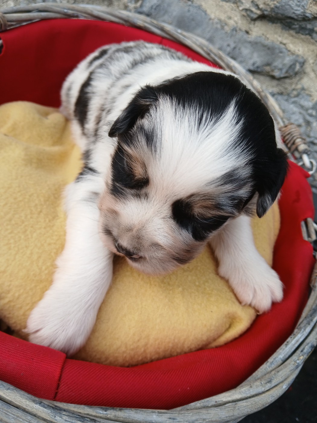 des Franch'Balzanes - Chiots disponibles - Berger Australien