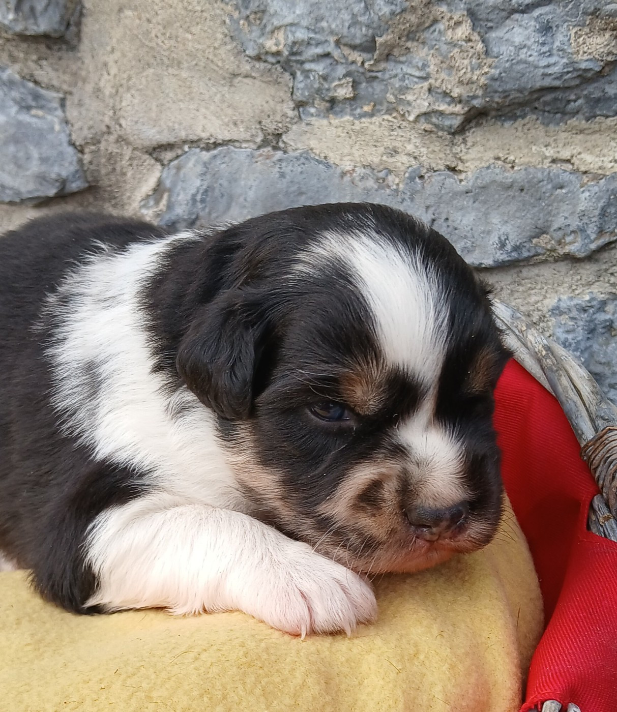 des Franch'Balzanes - Chiots disponibles - Berger Australien