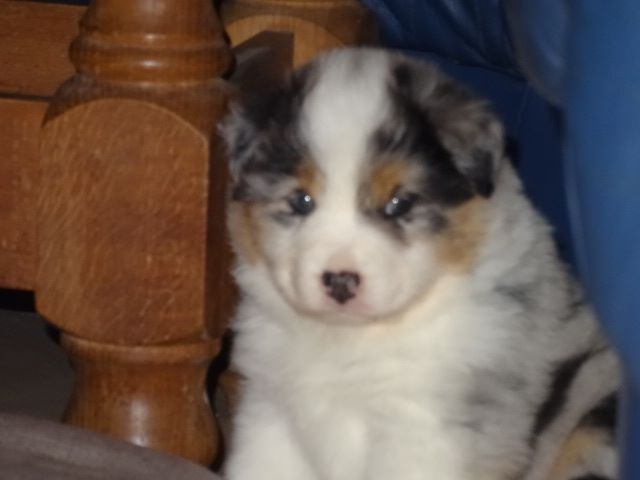 des Franch'Balzanes - Berger Australien - Portée née le 04/09/2015