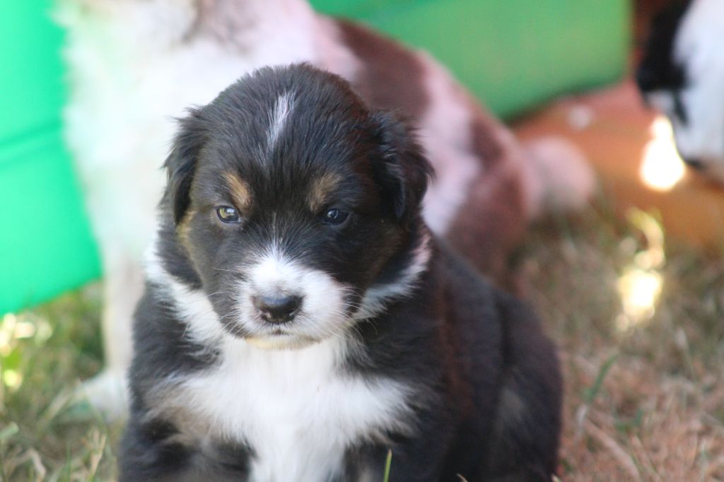 des Franch'Balzanes - Chiots disponibles - Berger Australien