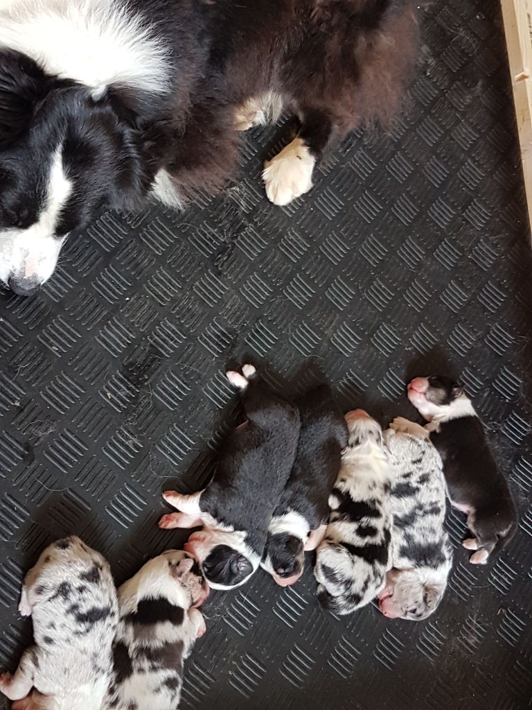 Chiot Berger Australien des Franch'Balzanes