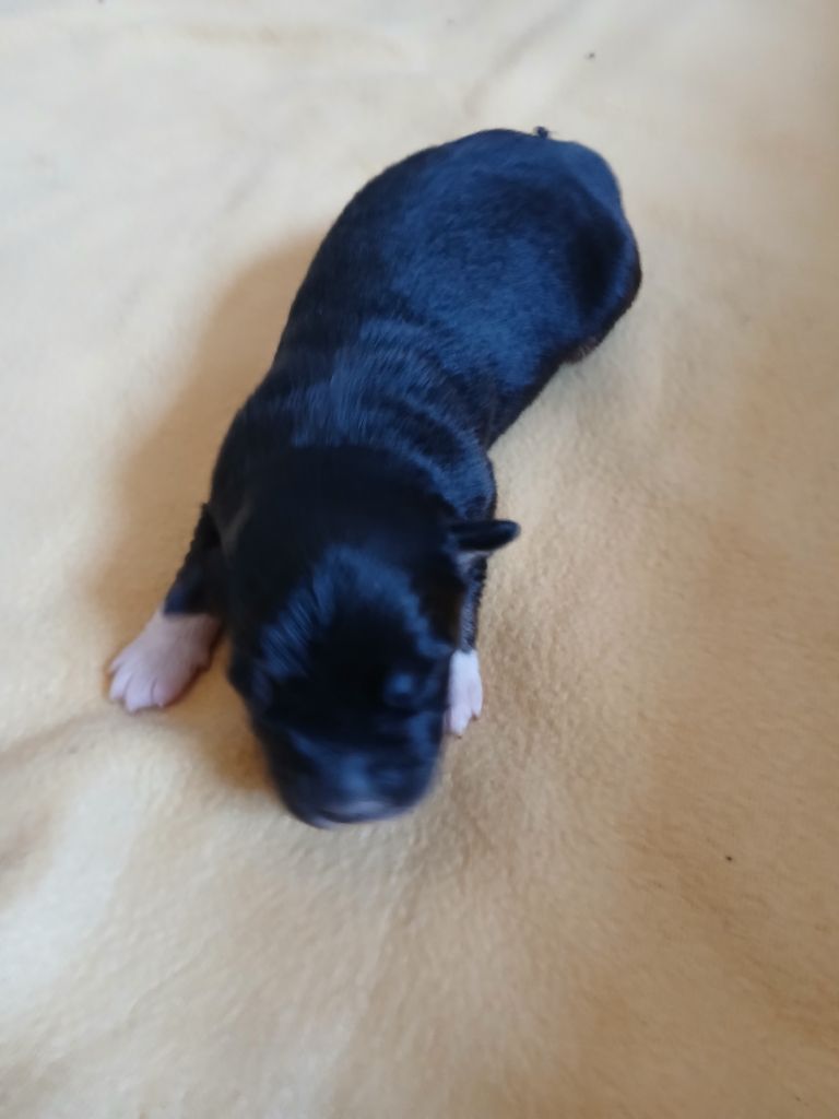 des Franch'Balzanes - Chiots disponibles - Berger Australien