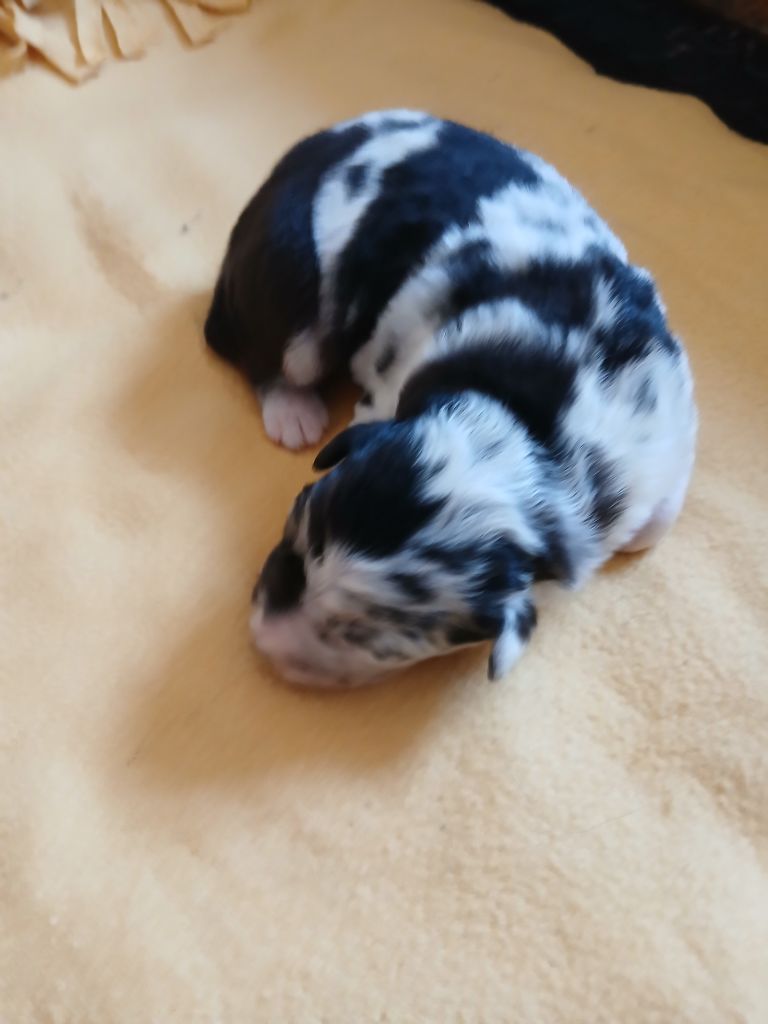 des Franch'Balzanes - Chiots disponibles - Berger Australien
