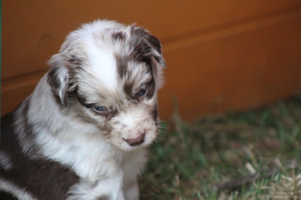 des Franch'Balzanes - Chiots disponibles - Berger Australien