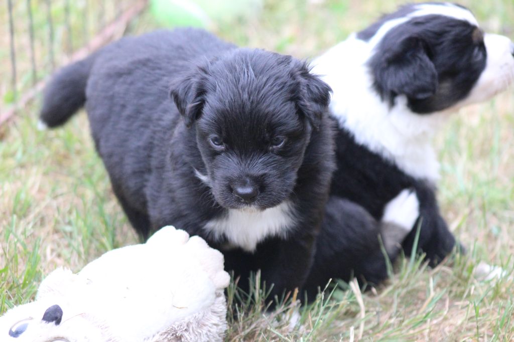 des Franch'Balzanes - Chiots disponibles - Berger Australien