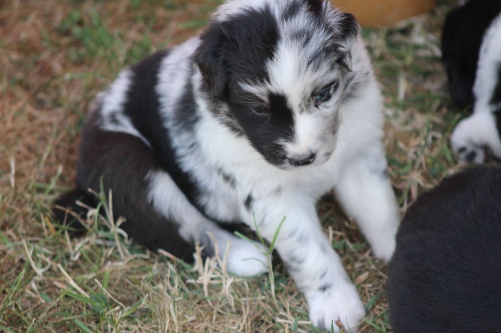 des Franch'Balzanes - Chiots disponibles - Berger Australien