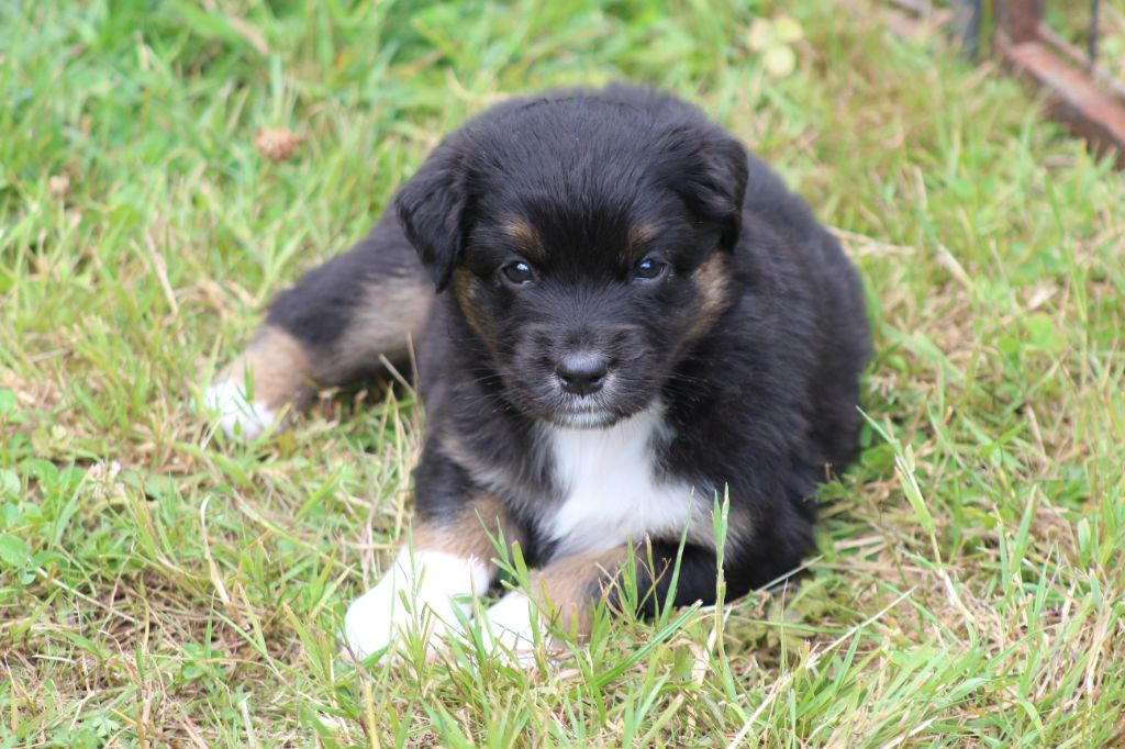 des Franch'Balzanes - Chiots disponibles - Berger Australien