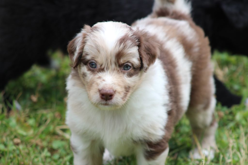 des Franch'Balzanes - Chiots disponibles - Berger Australien