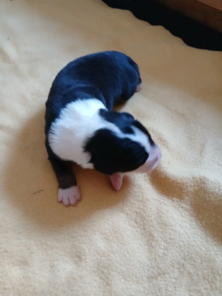 des Franch'Balzanes - Chiots disponibles - Berger Australien