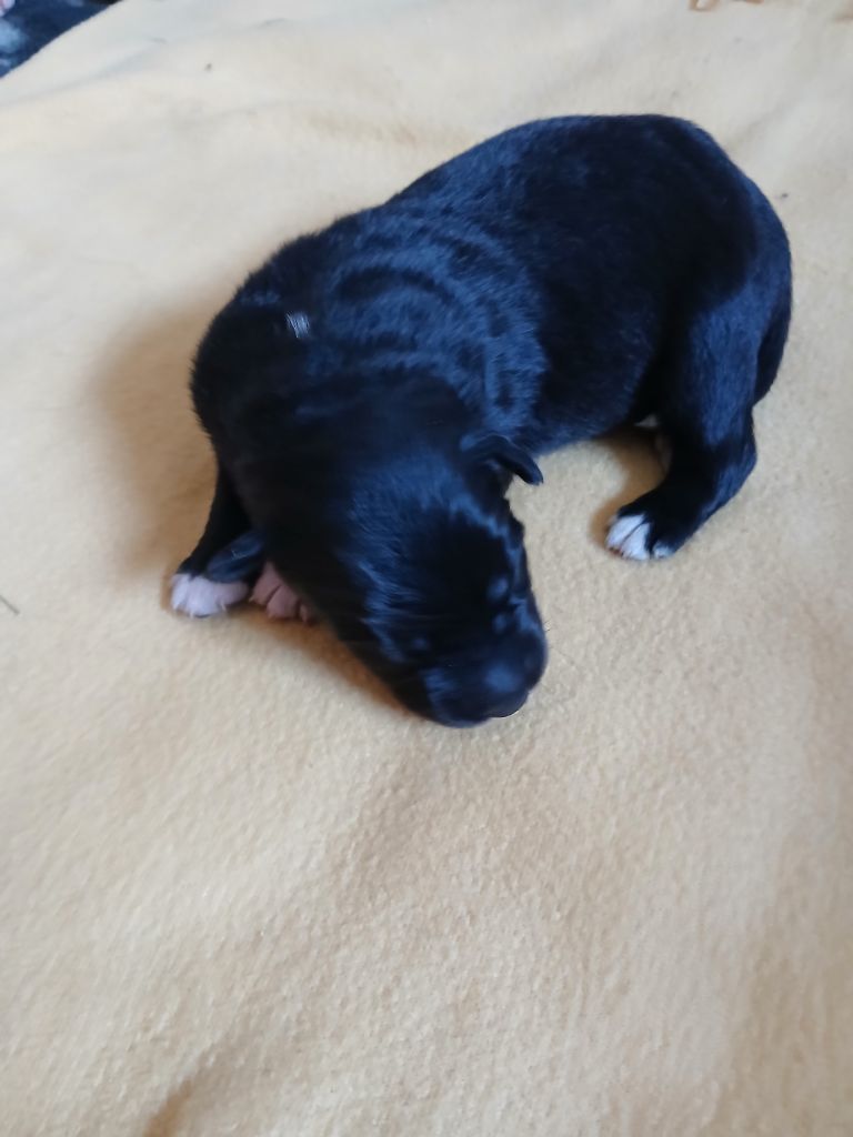 des Franch'Balzanes - Chiots disponibles - Berger Australien