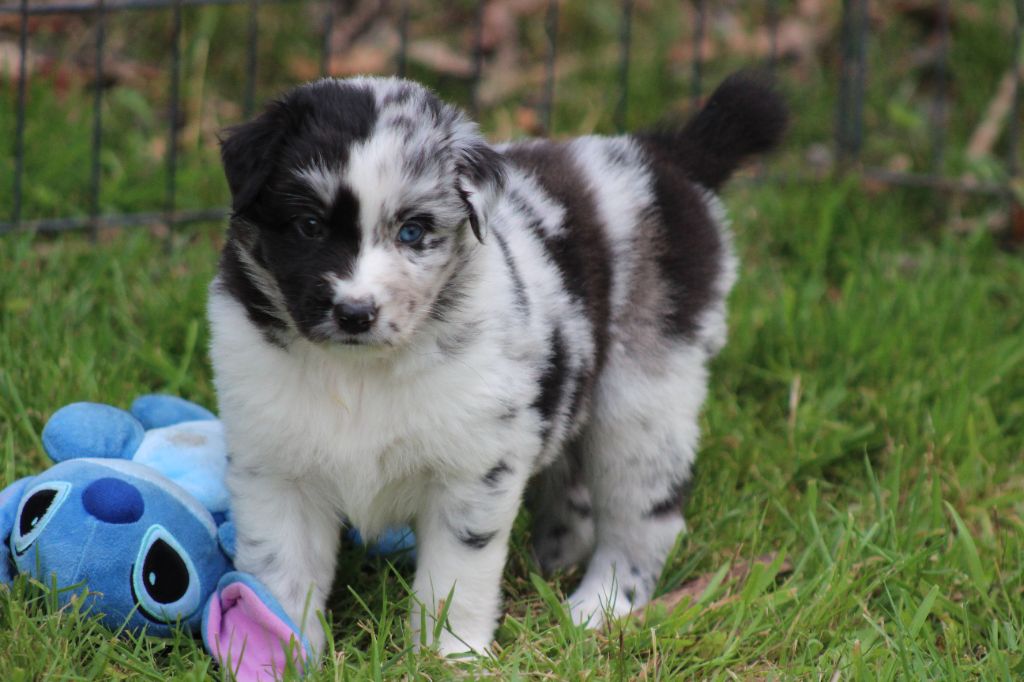 des Franch'Balzanes - Chiots disponibles - Berger Australien