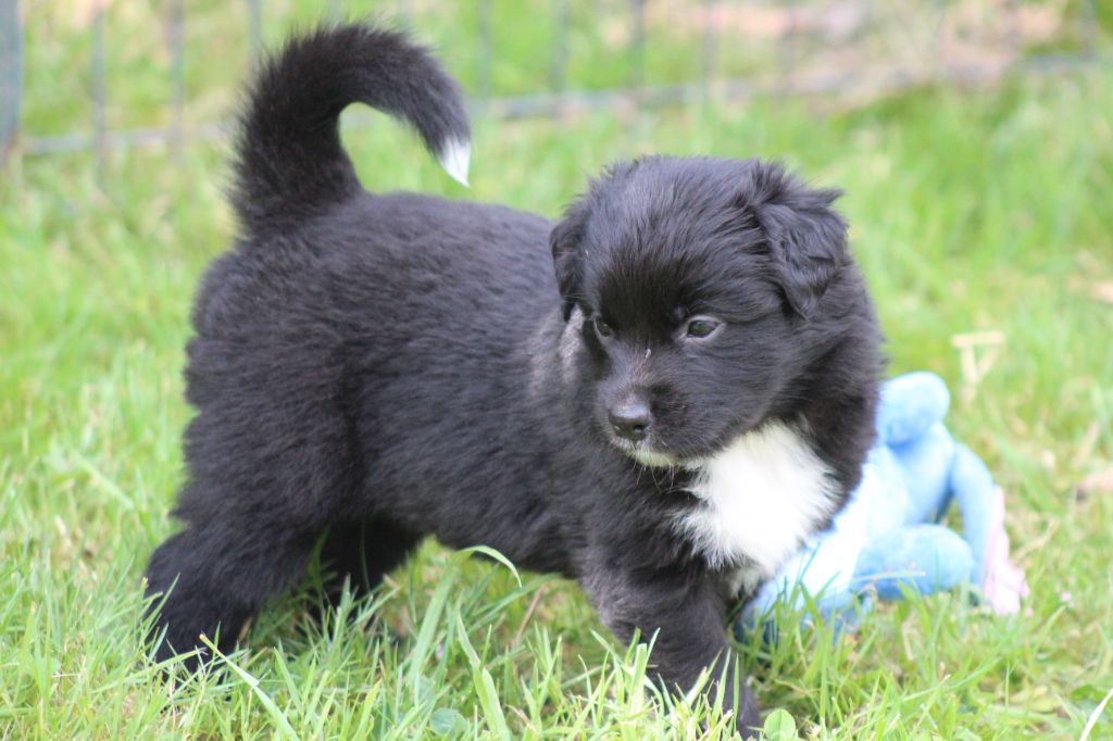 des Franch'Balzanes - Chiots disponibles - Berger Australien