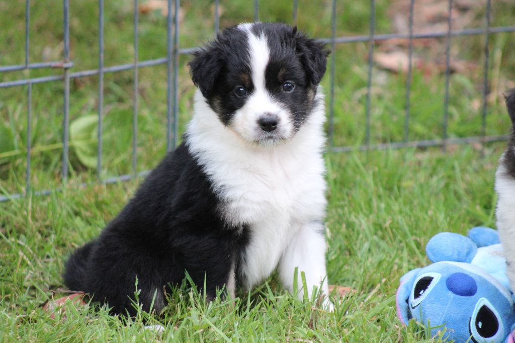 des Franch'Balzanes - Chiots disponibles - Berger Australien