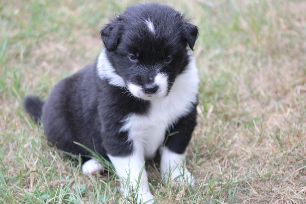 des Franch'Balzanes - Chiots disponibles - Berger Australien