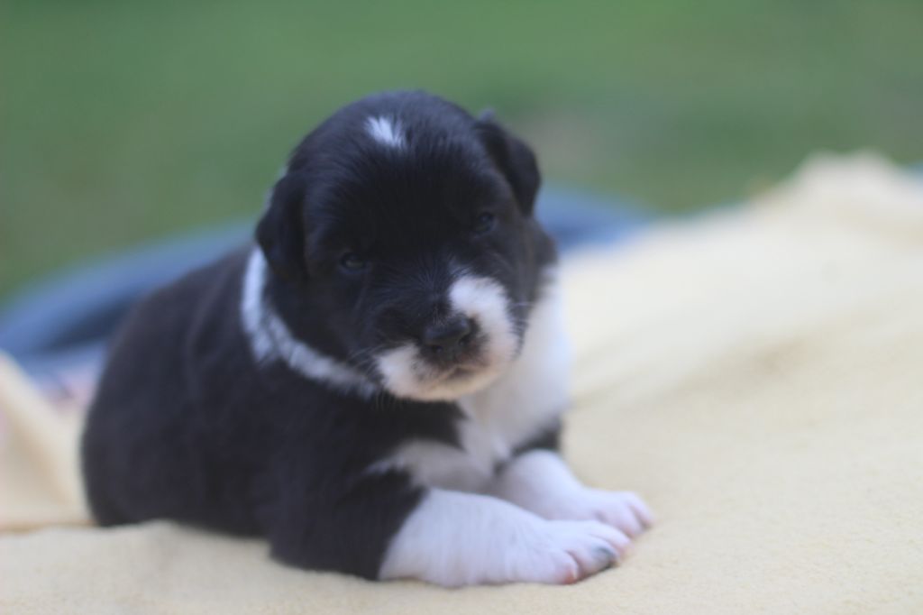 des Franch'Balzanes - Chiots disponibles - Berger Australien