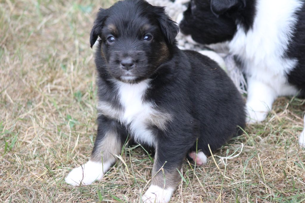 des Franch'Balzanes - Chiots disponibles - Berger Australien