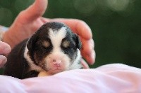 CHIOT noir tricolore 2