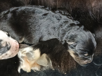 CHIOT 2