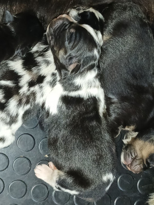 CHIOT 4