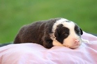 CHIOT noir bicolore