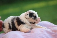 CHIOT bleu merle 