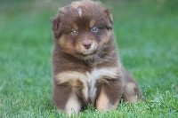 CHIOT rouge tricolore 2