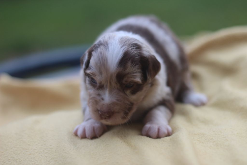 des Franch'Balzanes - Chiots disponibles - Berger Australien