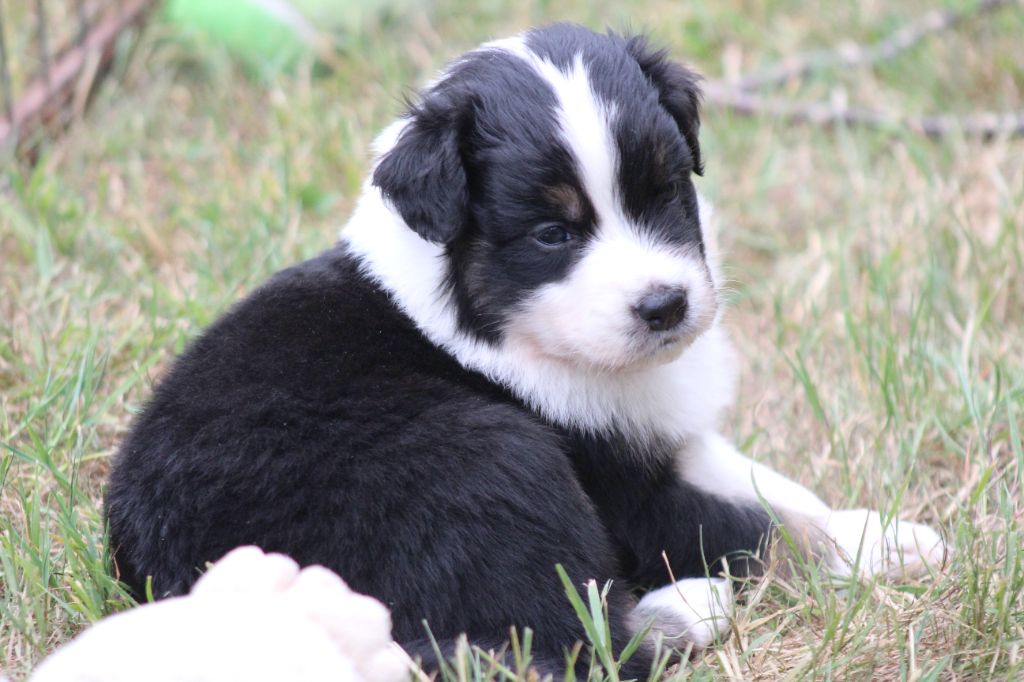 des Franch'Balzanes - Chiots disponibles - Berger Australien