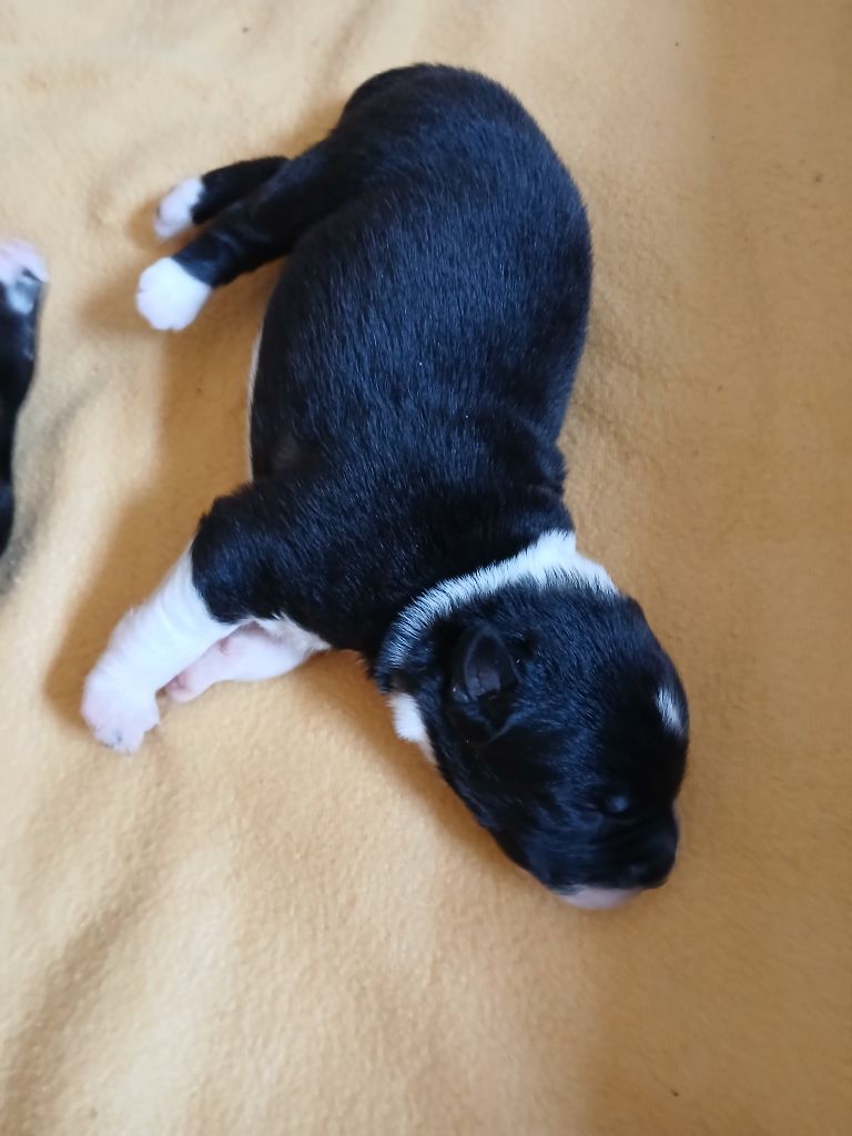 des Franch'Balzanes - Chiots disponibles - Berger Australien