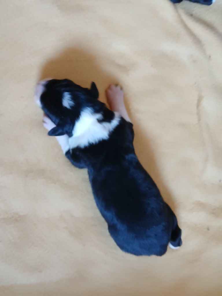 des Franch'Balzanes - Chiots disponibles - Berger Australien