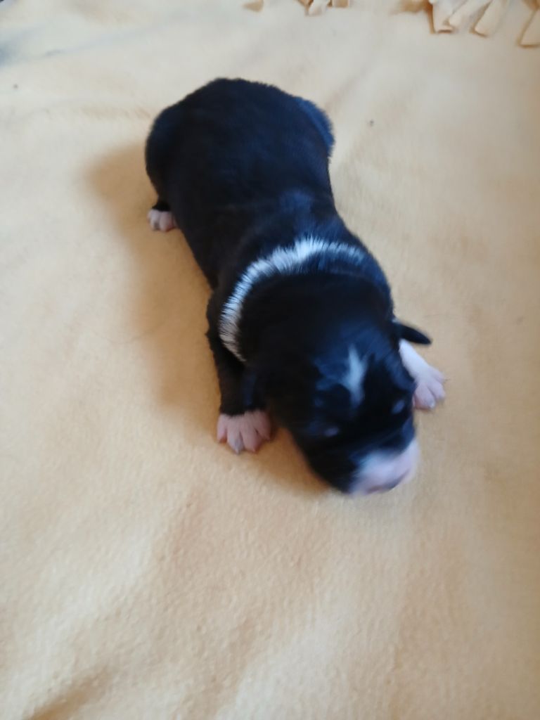CHIOT noir tricolore 2