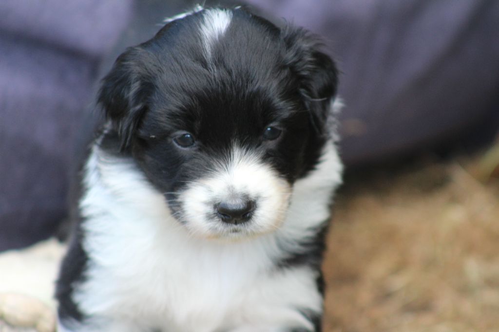 des Franch'Balzanes - Chiots disponibles - Berger Australien