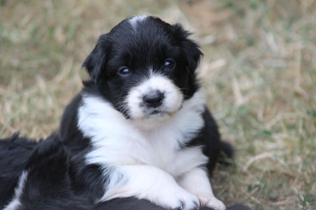 des Franch'Balzanes - Chiots disponibles - Berger Australien