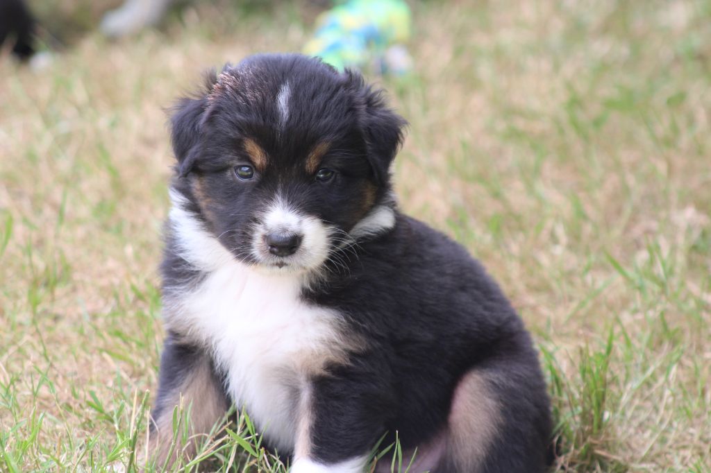 des Franch'Balzanes - Chiots disponibles - Berger Australien